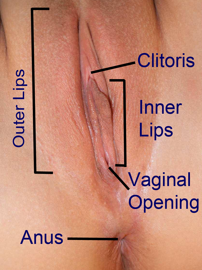vulva1