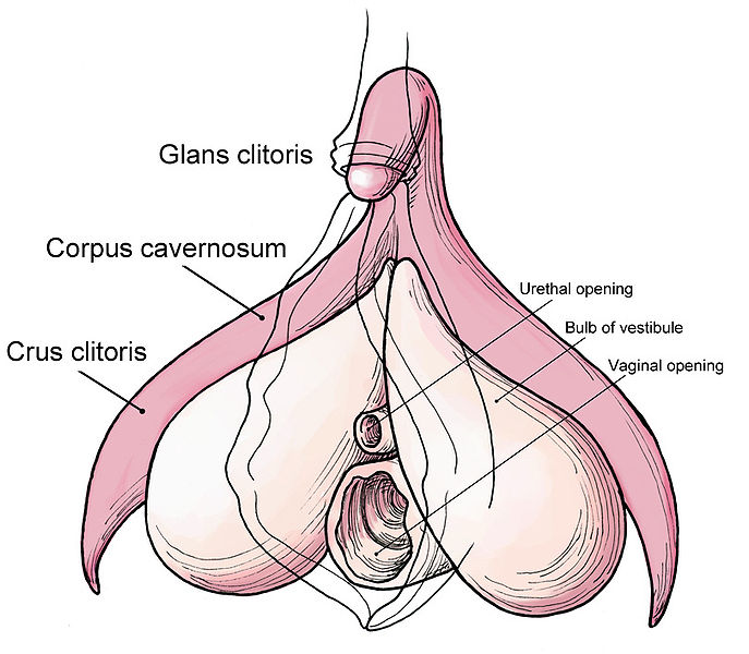 anatomy_of_the_clitoris1